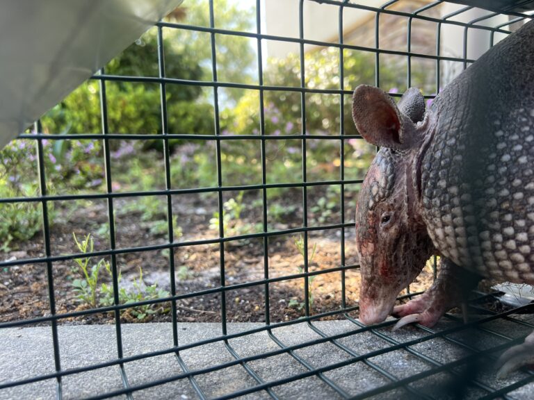 Why Wildlife Problems in Florida Homes Should Never Be Ignored