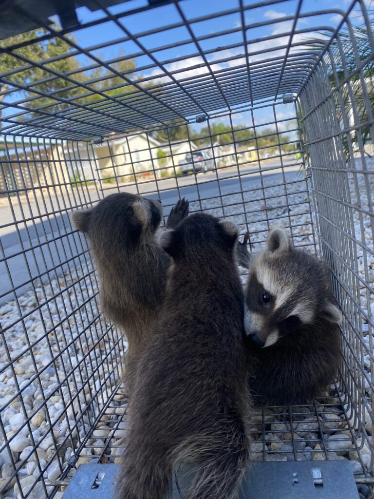 Common Signs You May Have Wildlife Living in Your Home