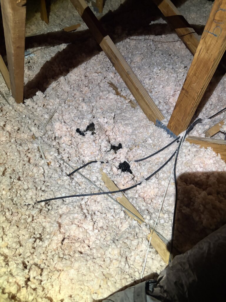 Signs of Wildlife in Your Attic This Summer (and What to Do About It)