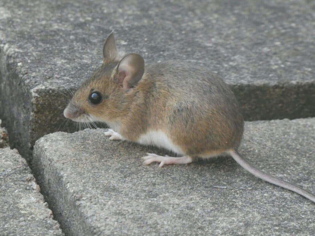 small mouse near a Florida home foundation looking for entry points