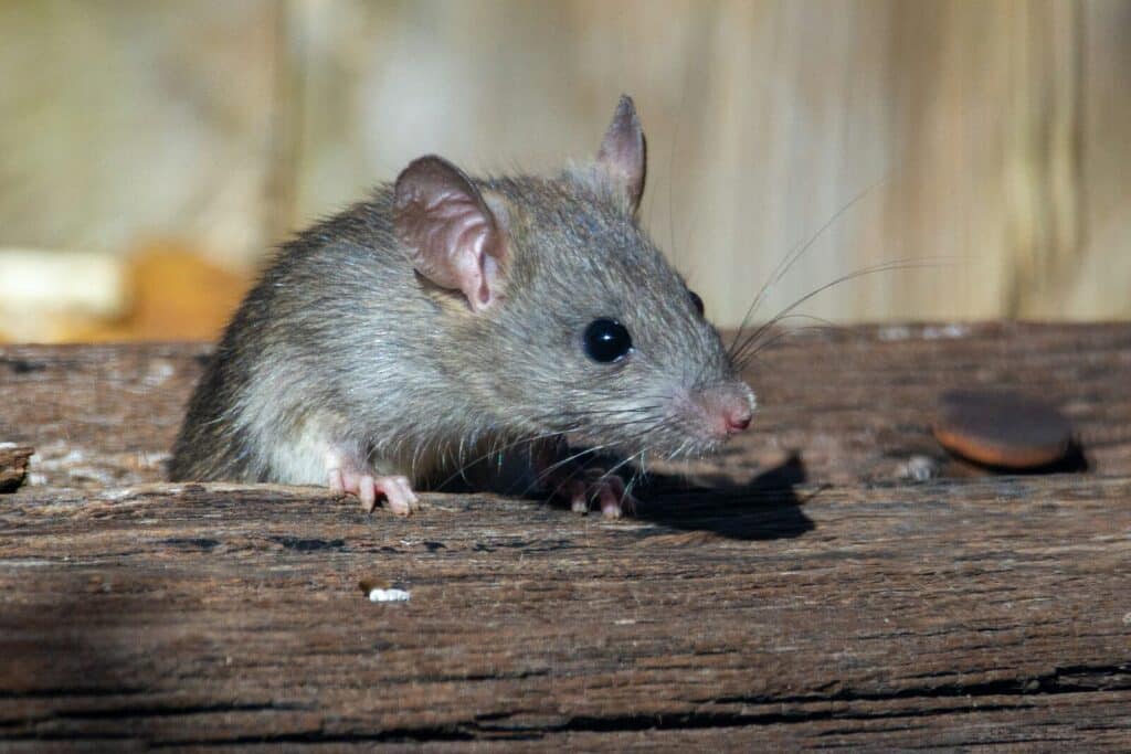 rat found during Florida home rodent inspection